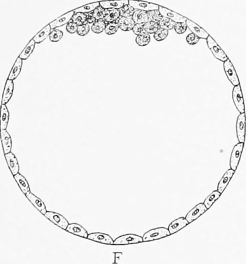 An illustration from Stöhr's histology, arranged upon an embryological basis, 1906, leaf 34