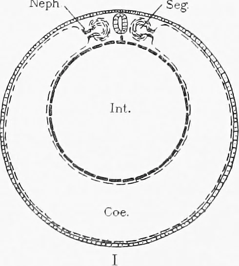 An illustration from Stöhr's histology, arranged upon an embryological basis, 1906, leaf 34