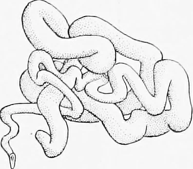 An illustration from Stöhr's histology, arranged upon an embryological basis, 1906, leaf 340