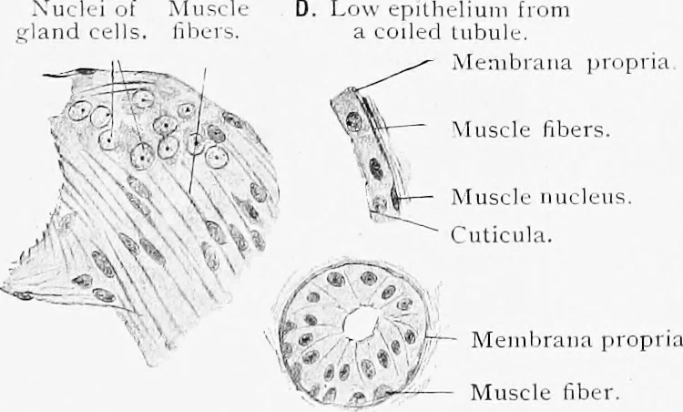 An illustration from Stöhr's histology, arranged upon an embryological basis, 1906, leaf 340