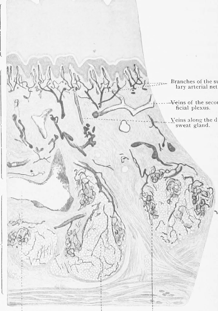 An illustration from Stöhr's histology, arranged upon an embryological basis, 1906, leaf 341