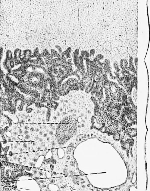 An illustration from Stöhr's histology, arranged upon an embryological basis, 1906, leaf 347