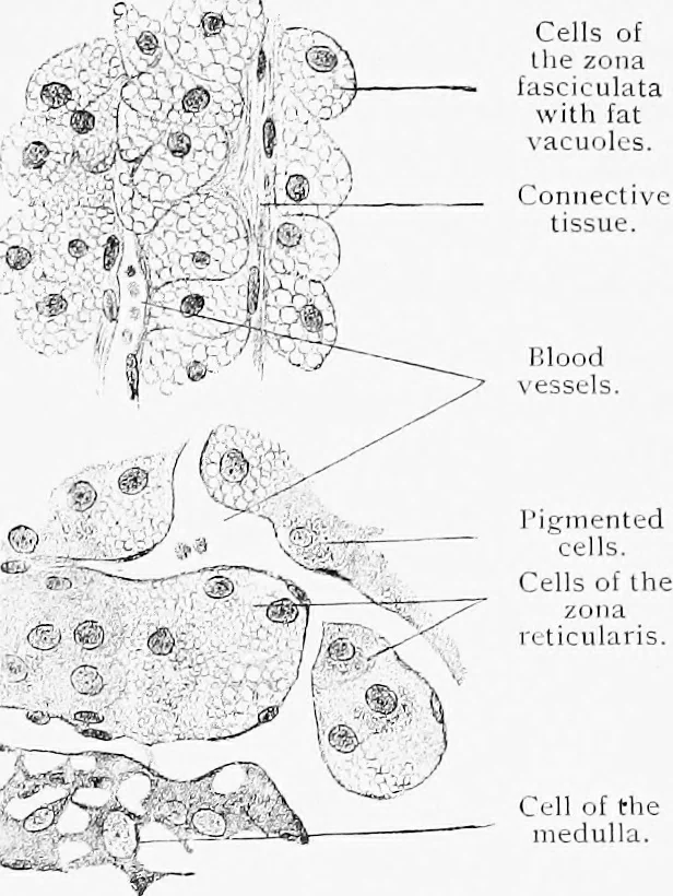 An illustration from Stöhr's histology, arranged upon an embryological basis, 1906, leaf 348