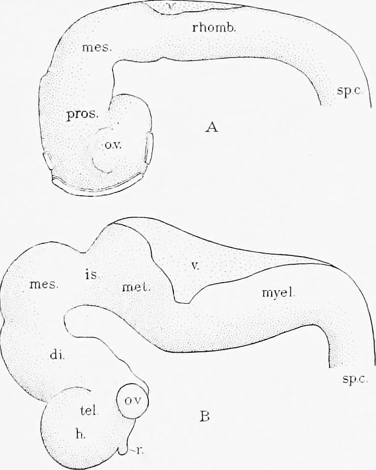 An illustration from Stöhr's histology, arranged upon an embryological basis, 1906, leaf 350