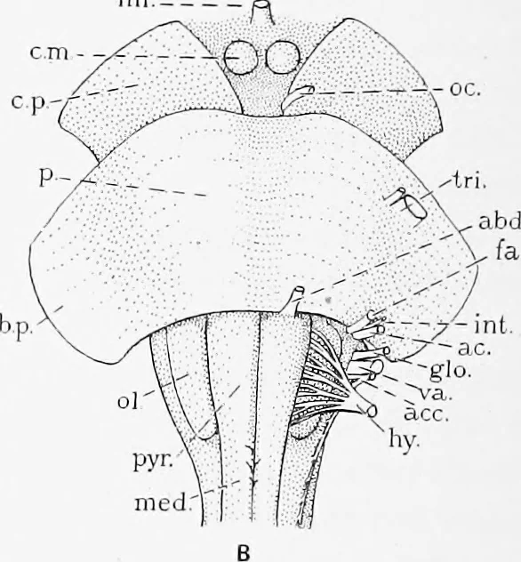 An illustration from Stöhr's histology, arranged upon an embryological basis, 1906, leaf 351