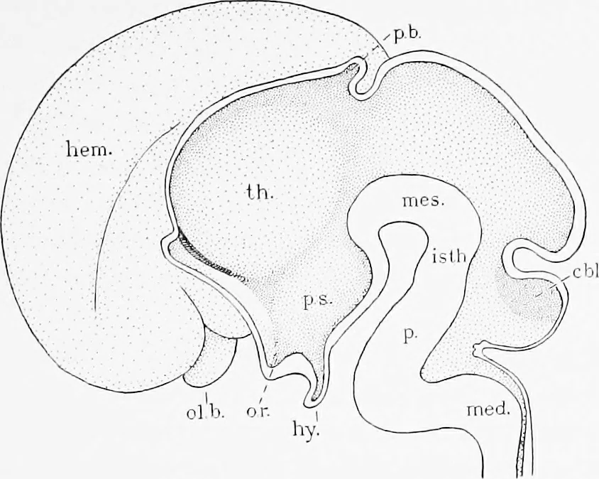 An illustration from Stöhr's histology, arranged upon an embryological basis, 1906, leaf 352