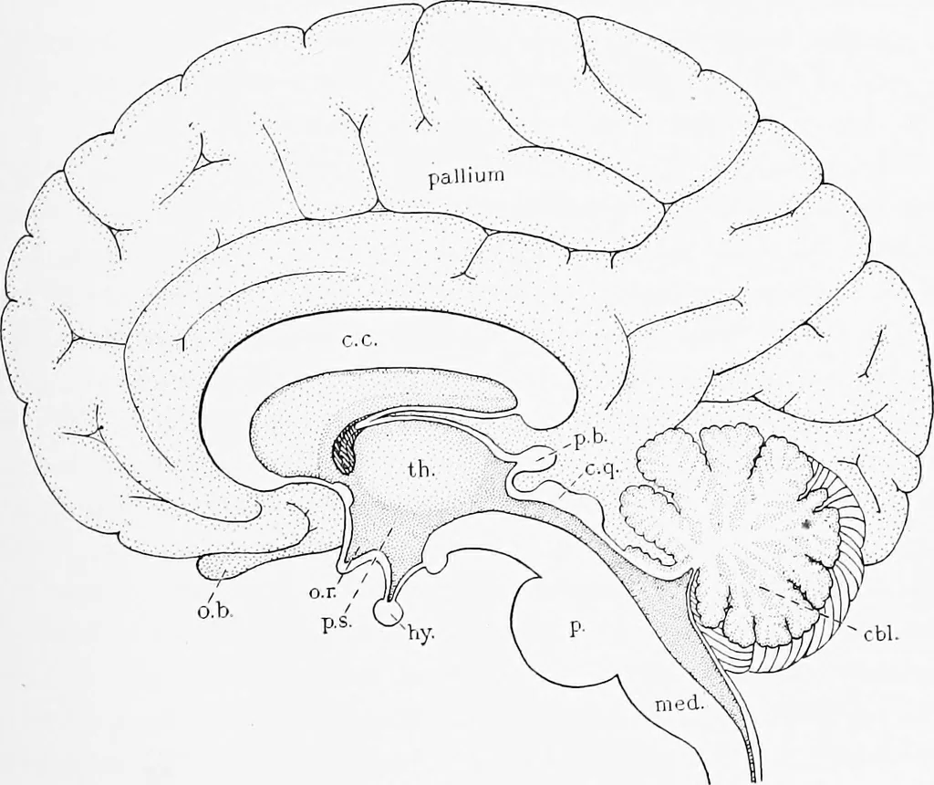 An illustration from Stöhr's histology, arranged upon an embryological basis, 1906, leaf 352