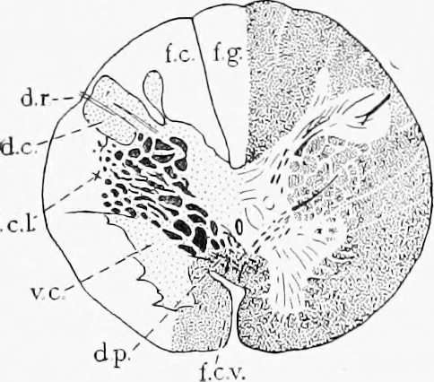 An illustration from Stöhr's histology, arranged upon an embryological basis, 1906, leaf 355