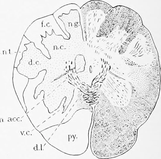 An illustration from Stöhr's histology, arranged upon an embryological basis, 1906, leaf 355
