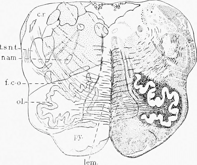 An illustration from Stöhr's histology, arranged upon an embryological basis, 1906, leaf 356