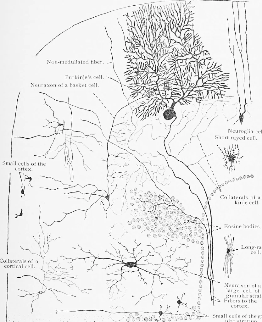 An illustration from Stöhr's histology, arranged upon an embryological basis, 1906, leaf 358