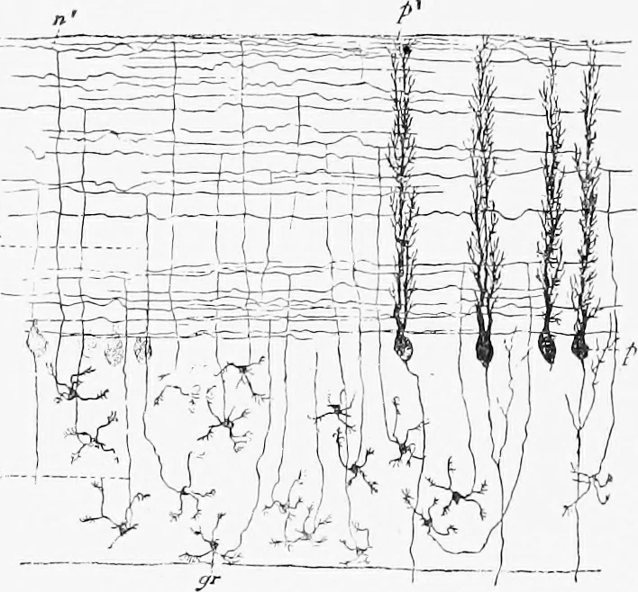 An illustration from Stöhr's histology, arranged upon an embryological basis, 1906, leaf 359