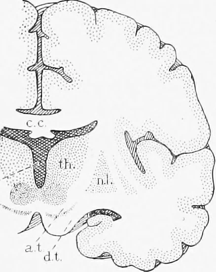 An illustration from Stöhr's histology, arranged upon an embryological basis, 1906, leaf 361