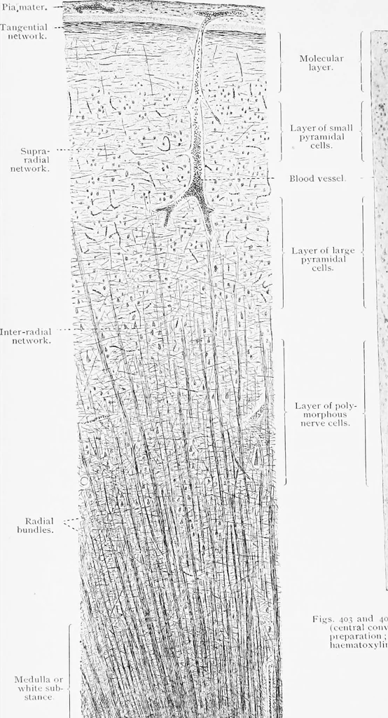 An illustration from Stöhr's histology, arranged upon an embryological basis, 1906, leaf 363