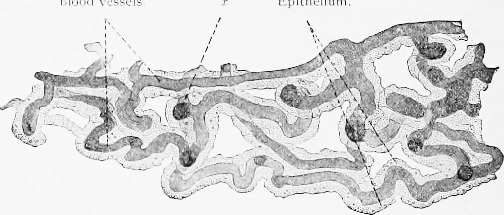 An illustration from Stöhr's histology, arranged upon an embryological basis, 1906, leaf 367