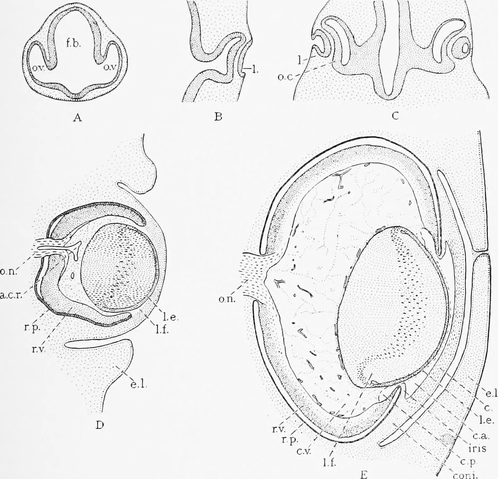 An illustration from Stöhr's histology, arranged upon an embryological basis, 1906, leaf 370