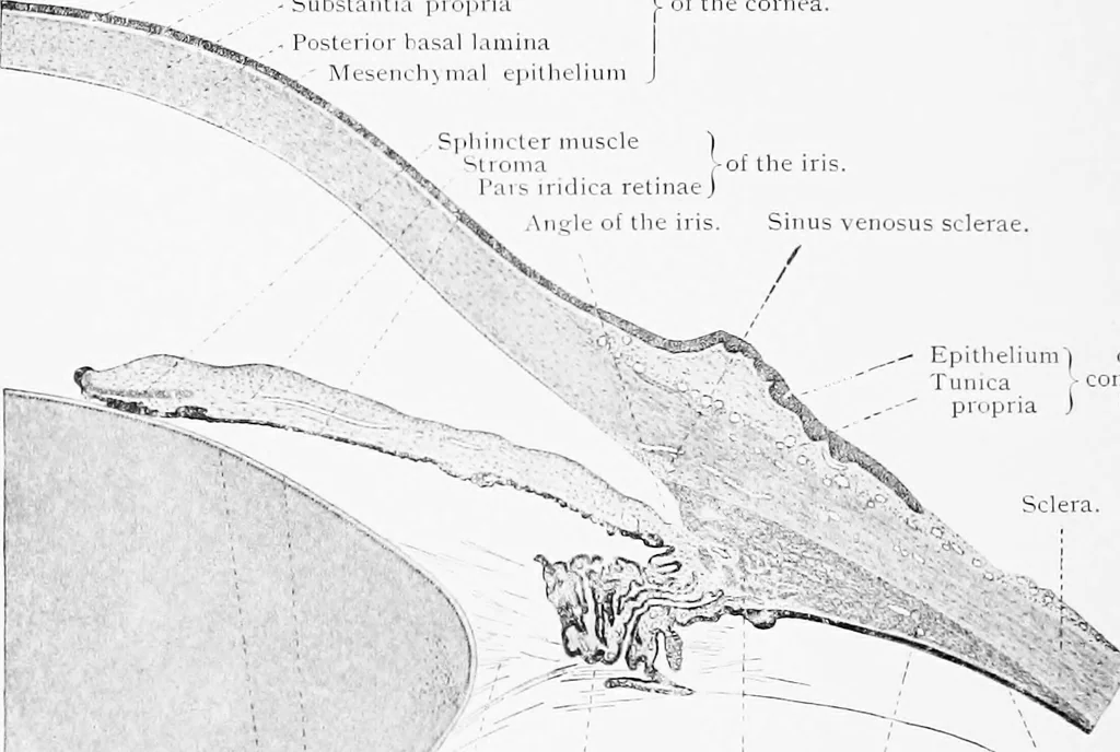 An illustration from Stöhr's histology, arranged upon an embryological basis, 1906, leaf 371