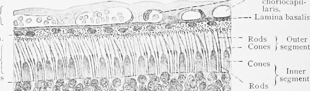 An illustration from Stöhr's histology, arranged upon an embryological basis, 1906, leaf 373