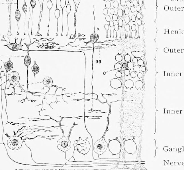 An illustration from Stöhr's histology, arranged upon an embryological basis, 1906, leaf 374