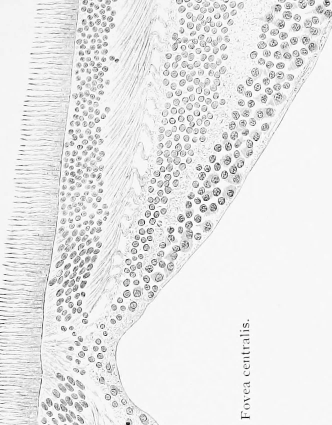 An illustration from Stöhr's histology, arranged upon an embryological basis, 1906, leaf 376