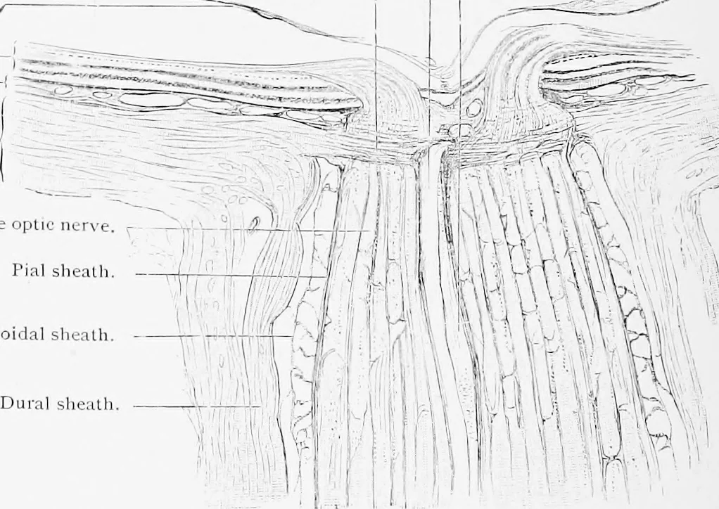 An illustration from Stöhr's histology, arranged upon an embryological basis, 1906, leaf 379