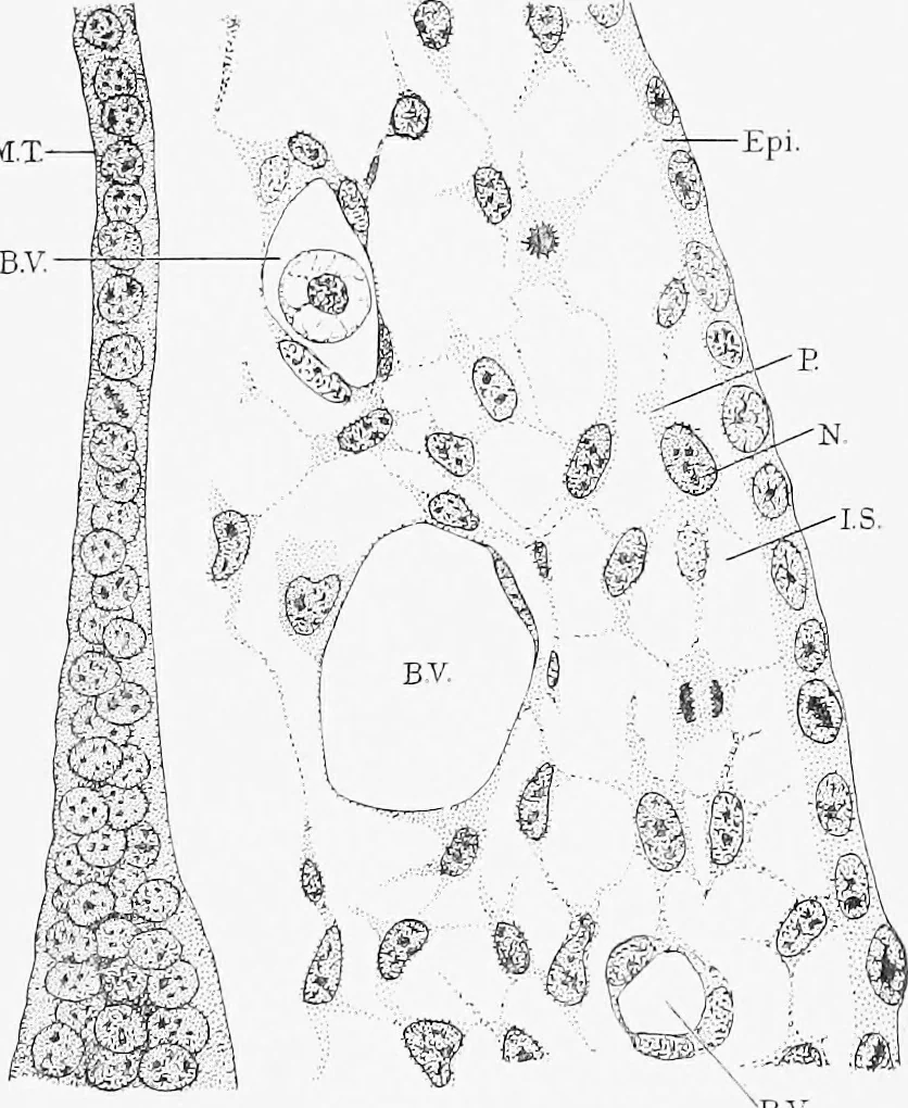 An illustration from Stöhr's histology, arranged upon an embryological basis, 1906, leaf 38