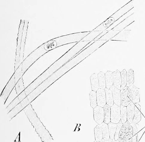 An illustration from Stöhr's histology, arranged upon an embryological basis, 1906, leaf 380