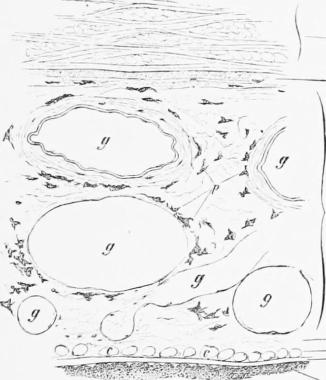 An illustration from Stöhr's histology, arranged upon an embryological basis, 1906, leaf 382