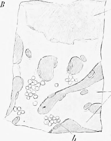 An illustration from Stöhr's histology, arranged upon an embryological basis, 1906, leaf 383