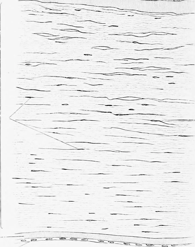 An illustration from Stöhr's histology, arranged upon an embryological basis, 1906, leaf 385