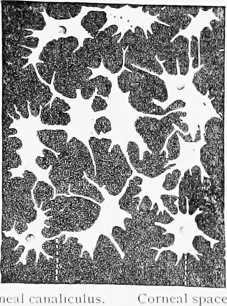 An illustration from Stöhr's histology, arranged upon an embryological basis, 1906, leaf 385