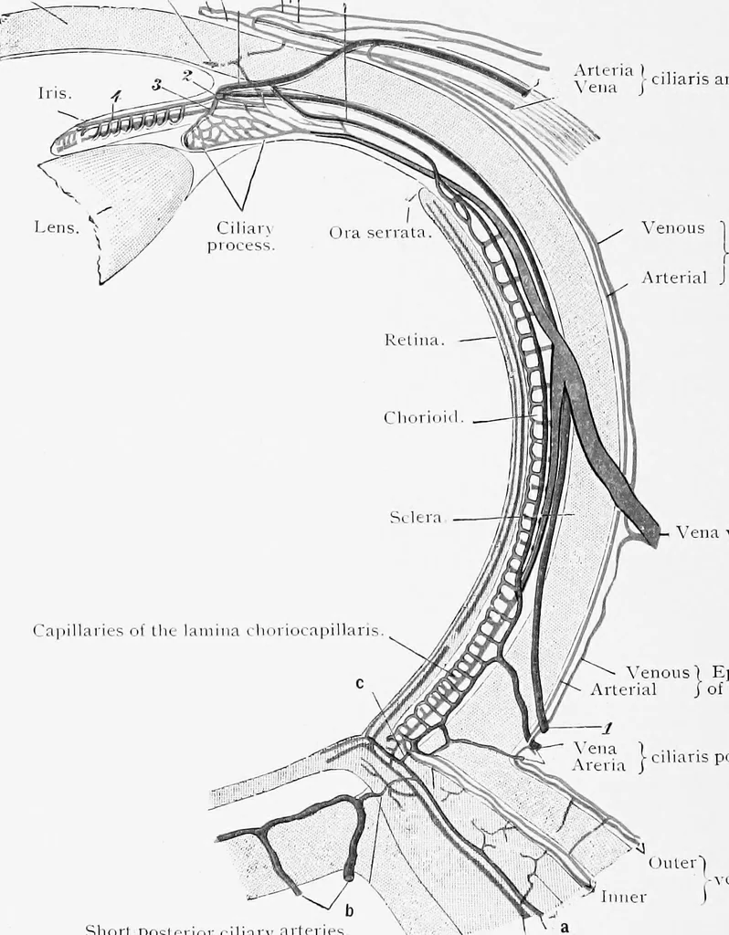 An illustration from Stöhr's histology, arranged upon an embryological basis, 1906, leaf 387