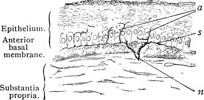 An illustration from Stöhr's histology, arranged upon an embryological basis, 1906, leaf 389