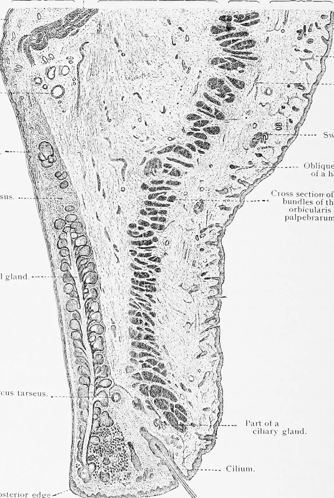 An illustration from Stöhr's histology, arranged upon an embryological basis, 1906, leaf 391