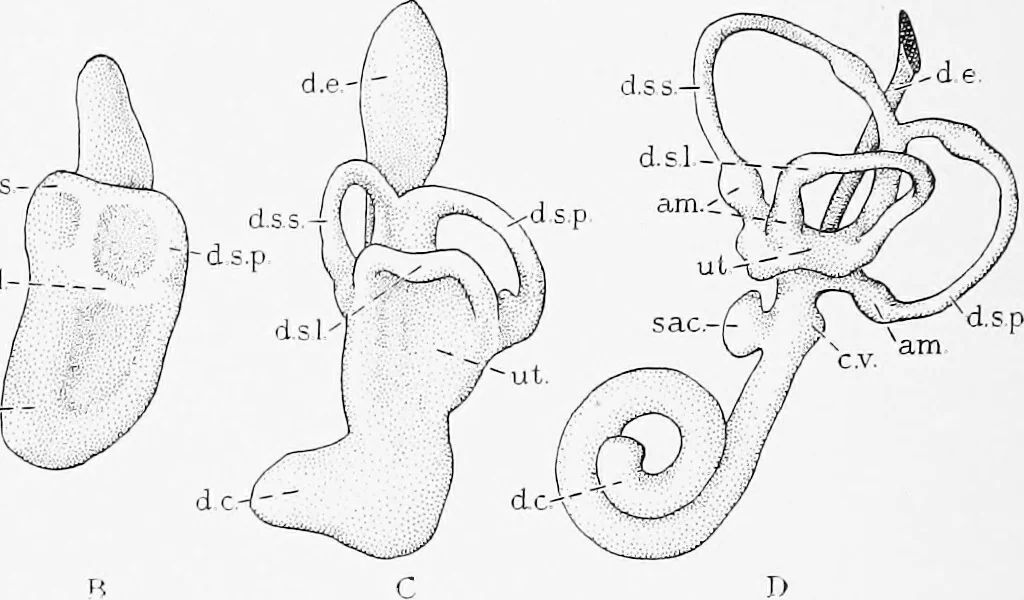 An illustration from Stöhr's histology, arranged upon an embryological basis, 1906, leaf 395