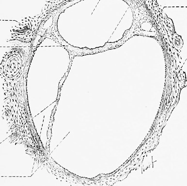 An illustration from Stöhr's histology, arranged upon an embryological basis, 1906, leaf 396
