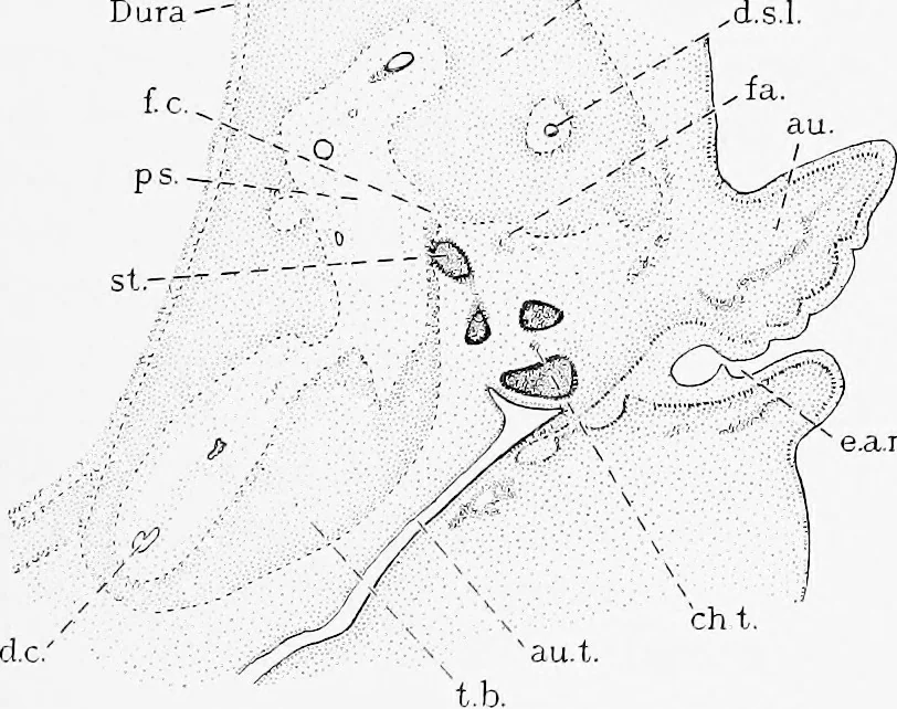 An illustration from Stöhr's histology, arranged upon an embryological basis, 1906, leaf 398
