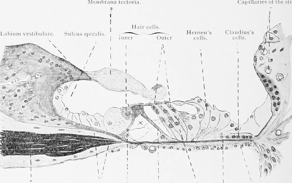 An illustration from Stöhr's histology, arranged upon an embryological basis, 1906, leaf 401