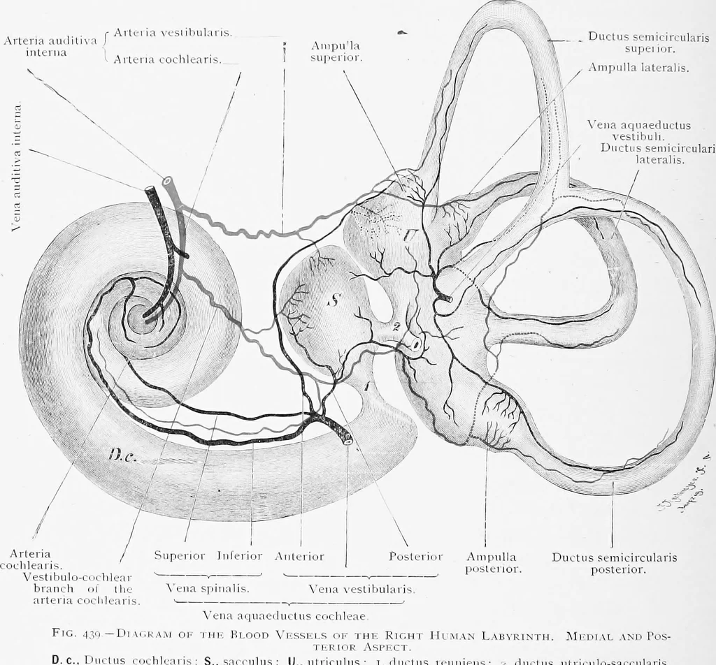An illustration from Stöhr's histology, arranged upon an embryological basis, 1906, leaf 405