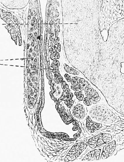 An illustration from Stöhr's histology, arranged upon an embryological basis, 1906, leaf 407