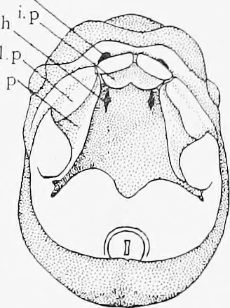 An illustration from Stöhr's histology, arranged upon an embryological basis, 1906, leaf 410