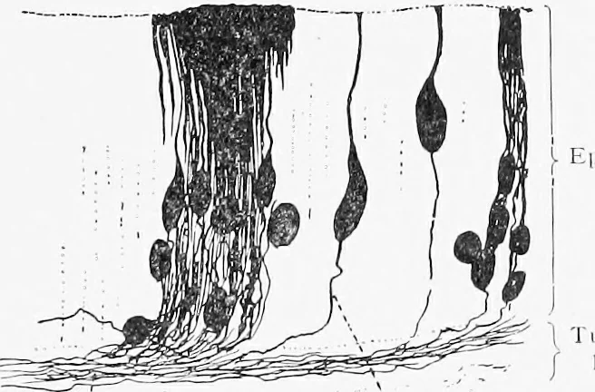 An illustration from Stöhr's histology, arranged upon an embryological basis, 1906, leaf 412