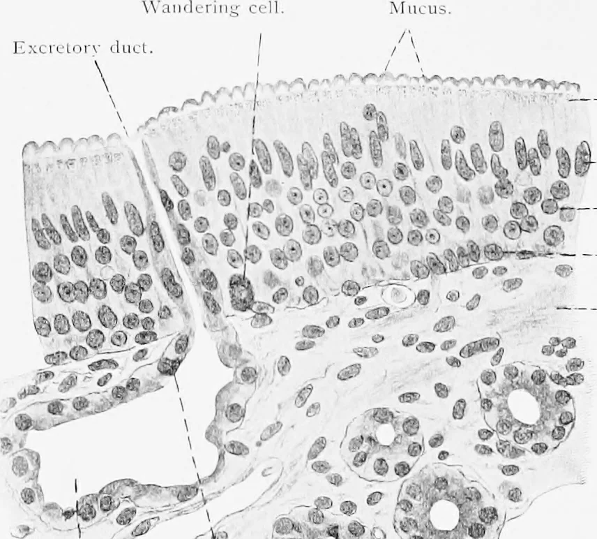 An illustration from Stöhr's histology, arranged upon an embryological basis, 1906, leaf 413