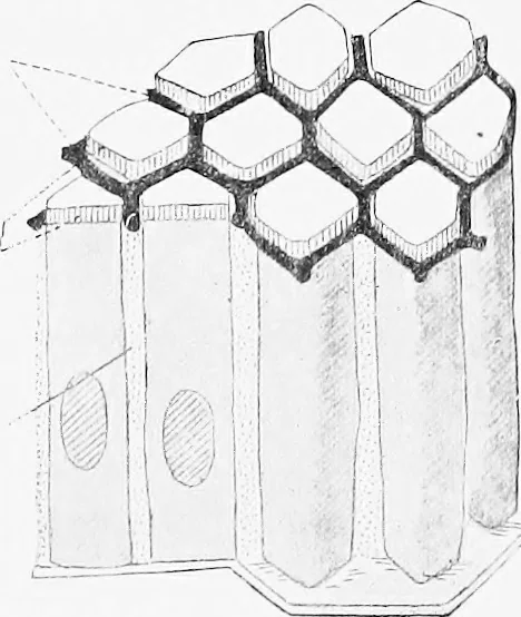 An illustration from Stöhr's histology, arranged upon an embryological basis, 1906, leaf 44