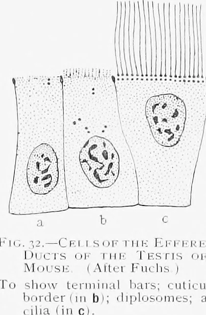 An illustration from Stöhr's histology, arranged upon an embryological basis, 1906, leaf 46