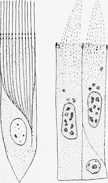 An illustration from Stöhr's histology, arranged upon an embryological basis, 1906, leaf 46
