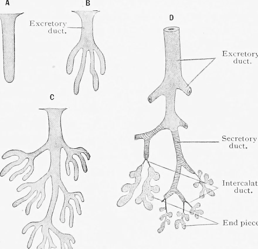 An illustration from Stöhr's histology, arranged upon an embryological basis, 1906, leaf 50