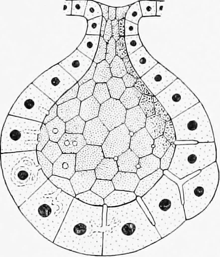 An illustration from Stöhr's histology, arranged upon an embryological basis, 1906, leaf 51