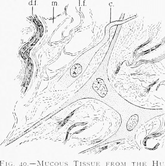 An illustration from Stöhr's histology, arranged upon an embryological basis, 1906, leaf 55