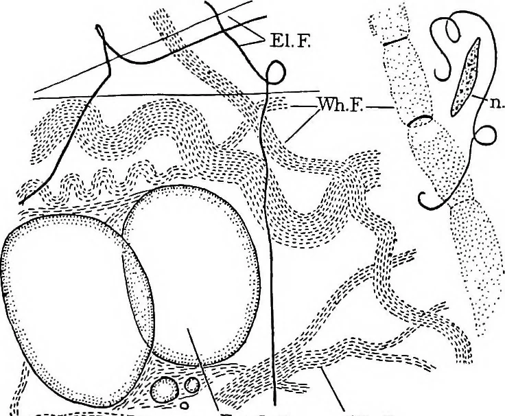 An illustration from Stöhr's histology, arranged upon an embryological basis, 1906, leaf 56
